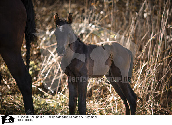 Paint Horses / Paint Horses / AA-01220.jpg.jpg