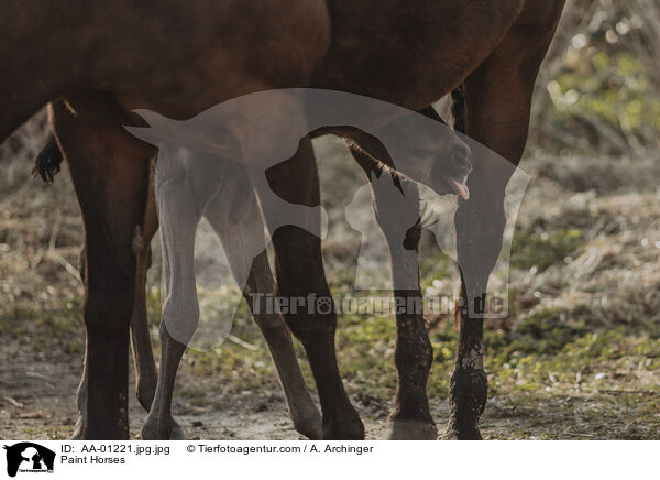 Paint Horses / AA-01221.jpg.jpg