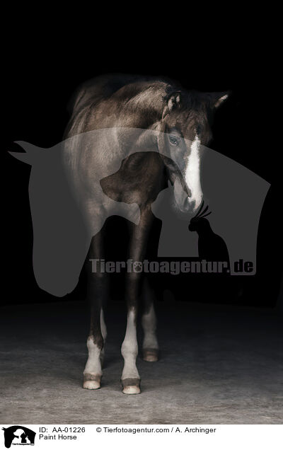 Paint Horse / AA-01226