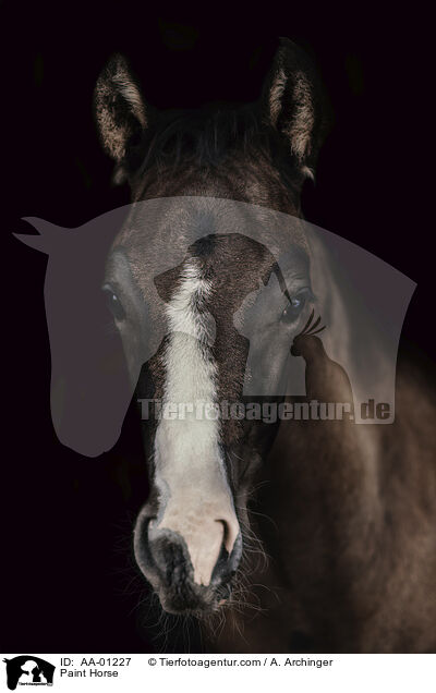 Paint Horse / Paint Horse / AA-01227