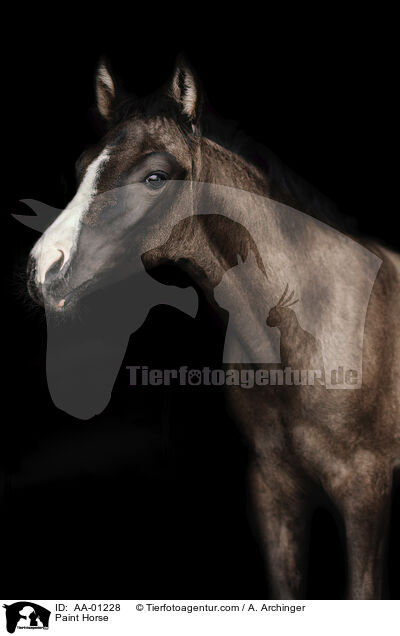 Paint Horse / Paint Horse / AA-01228