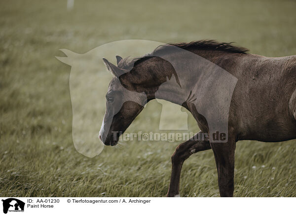 Paint Horse / Paint Horse / AA-01230