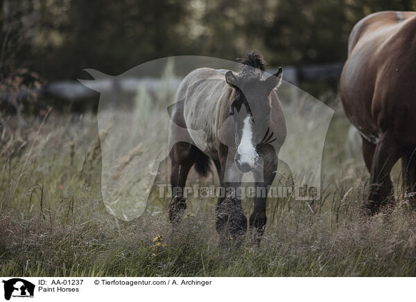 Paint Horses / AA-01237