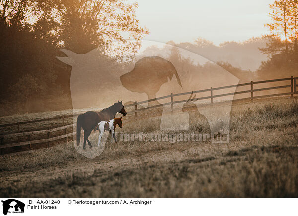 Paint Horses / AA-01240