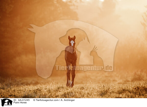 Paint Horse / Paint Horse / AA-01245