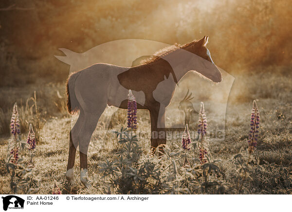 Paint Horse / Paint Horse / AA-01246