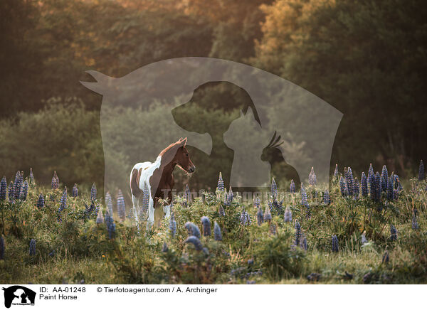 Paint Horse / AA-01248