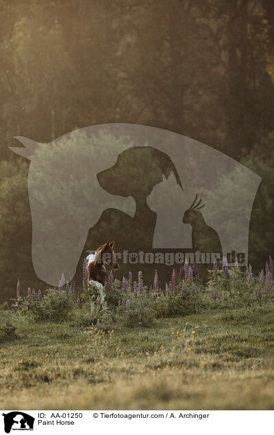 Paint Horse / AA-01250