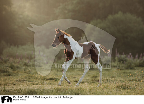 Paint Horse / AA-01251