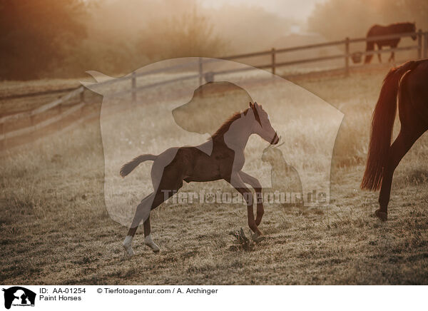 Paint Horses / AA-01254