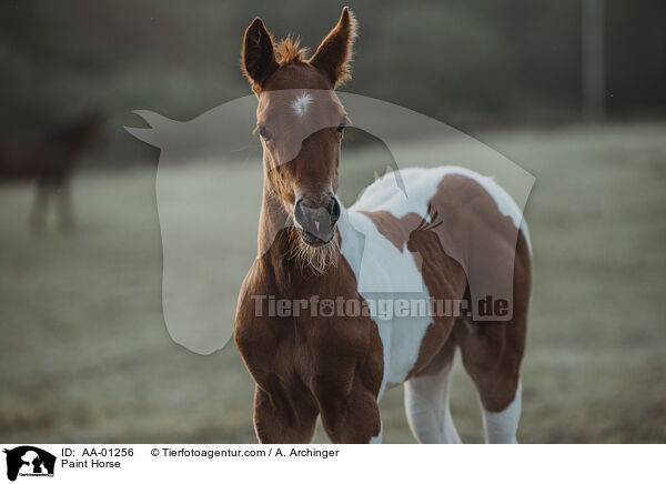 Paint Horse / AA-01256