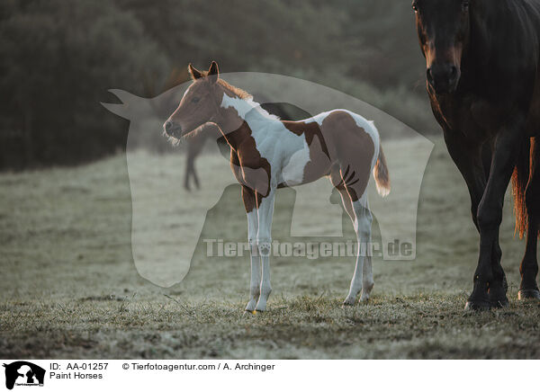 Paint Horses / AA-01257
