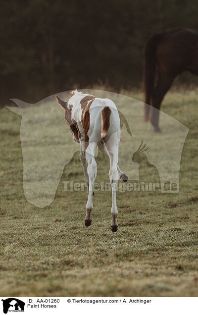 Paint Horses / AA-01260