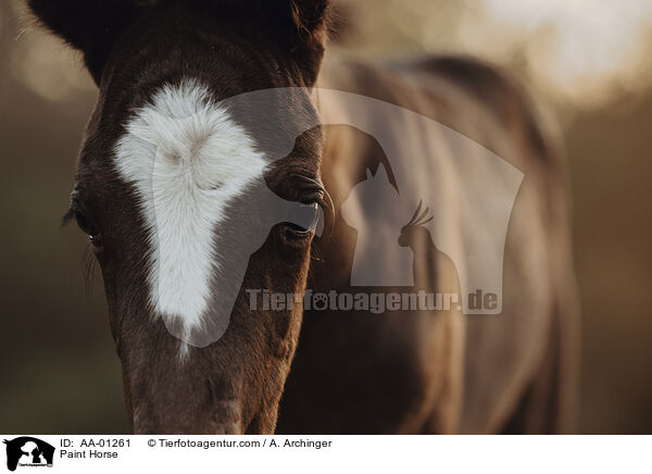 Paint Horse / Paint Horse / AA-01261