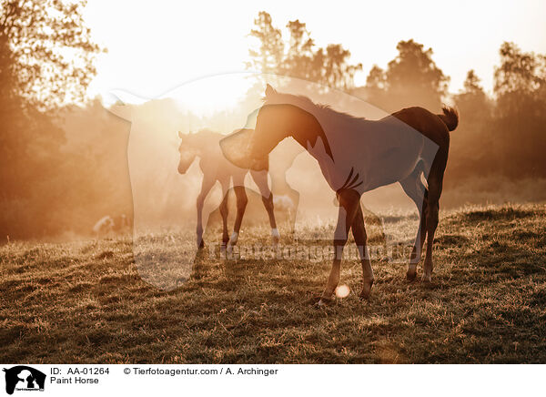 Paint Horse / AA-01264