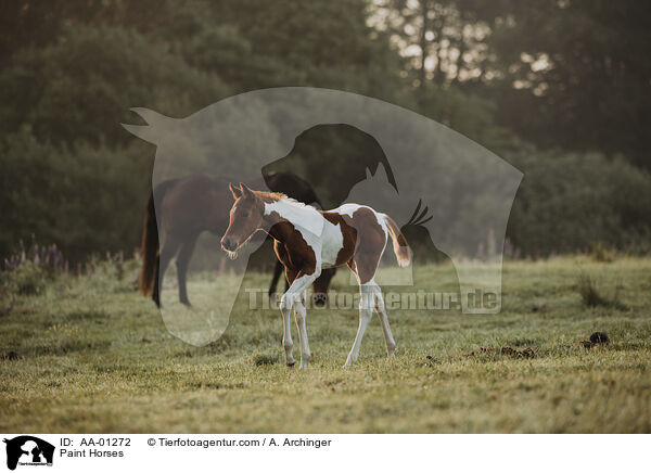 Paint Horses / AA-01272