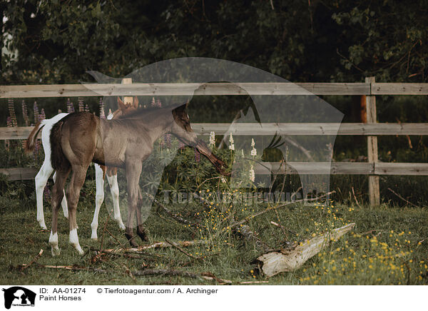 Paint Horses / AA-01274