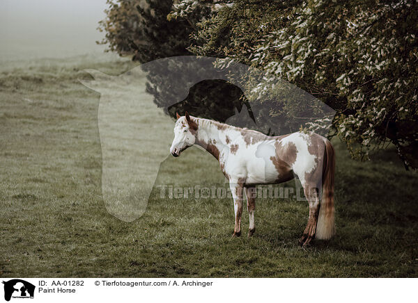 Paint Horse / AA-01282