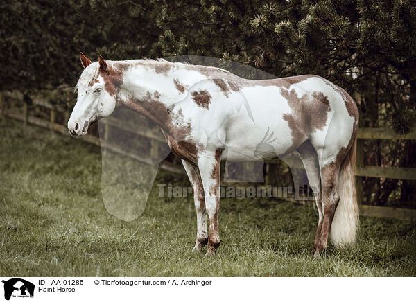 Paint Horse / AA-01285