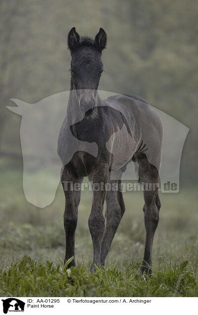 Paint Horse / AA-01295