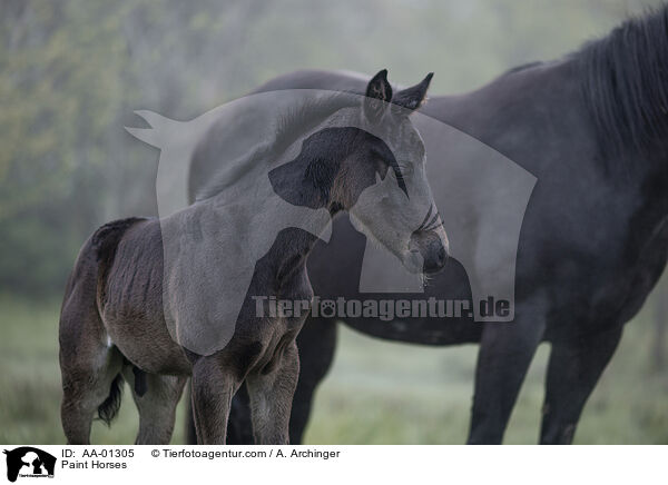 Paint Horses / AA-01305
