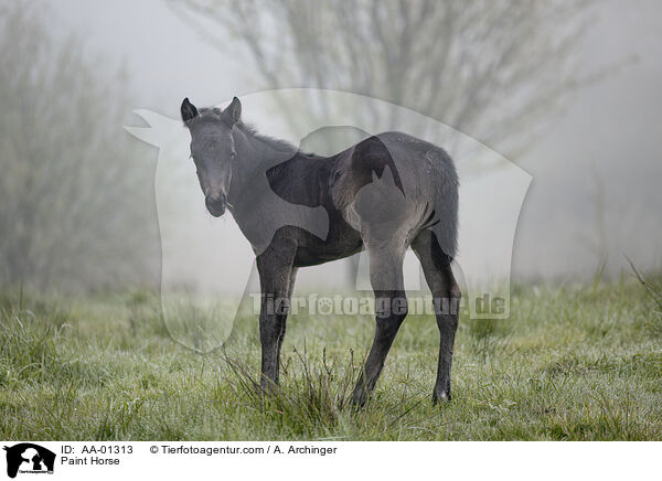 Paint Horse / Paint Horse / AA-01313