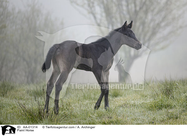 Paint Horse / Paint Horse / AA-01314