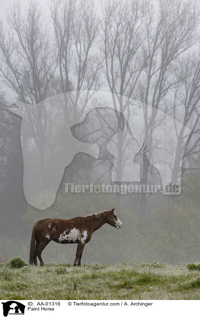 Paint Horse / Paint Horse / AA-01316
