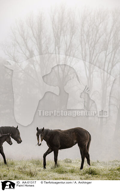 Paint Horses / Paint Horses / AA-01317