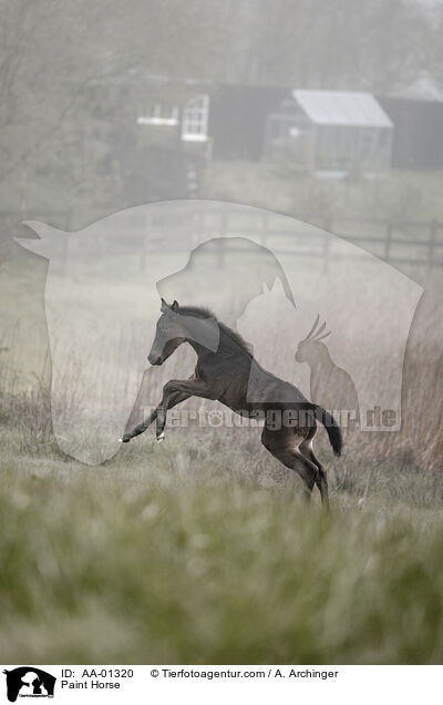 Paint Horse / Paint Horse / AA-01320