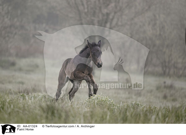 Paint Horse / Paint Horse / AA-01324