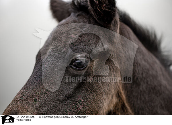 Paint Horse / Paint Horse / AA-01325