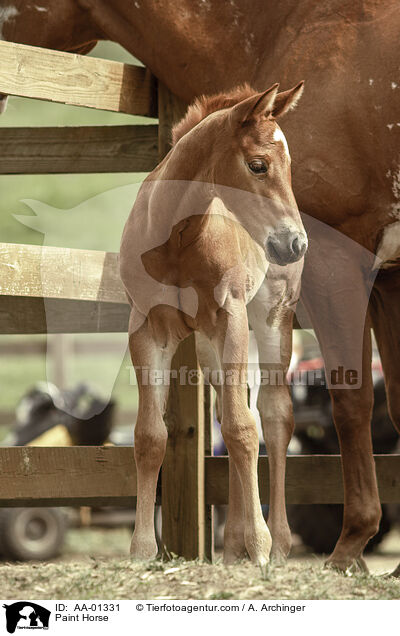 Paint Horse / AA-01331