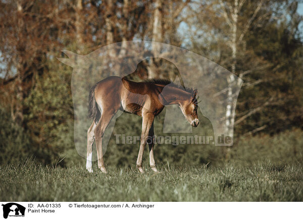 Paint Horse / Paint Horse / AA-01335