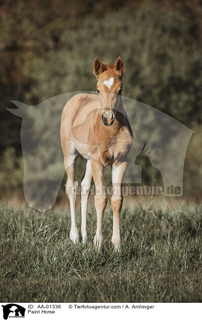 Paint Horse / Paint Horse / AA-01336