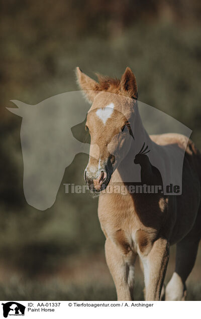 Paint Horse / Paint Horse / AA-01337