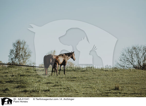 Paint Horses / Paint Horses / AA-01341