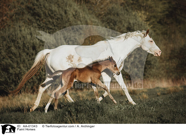 Paint Horses / AA-01343