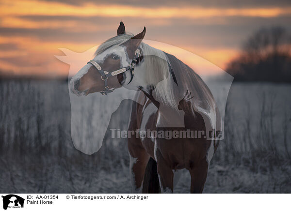 Paint Horse / AA-01354