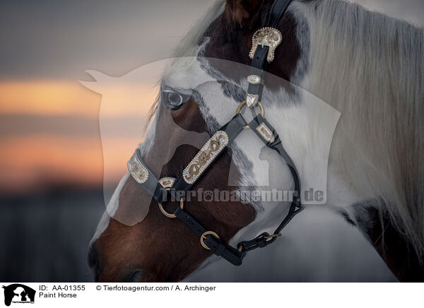 Paint Horse / AA-01355
