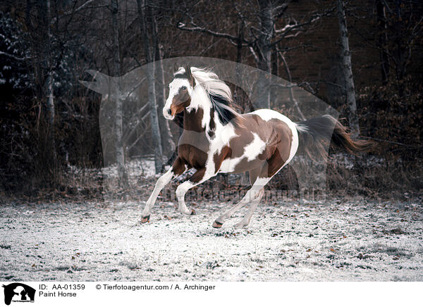 Paint Horse / AA-01359