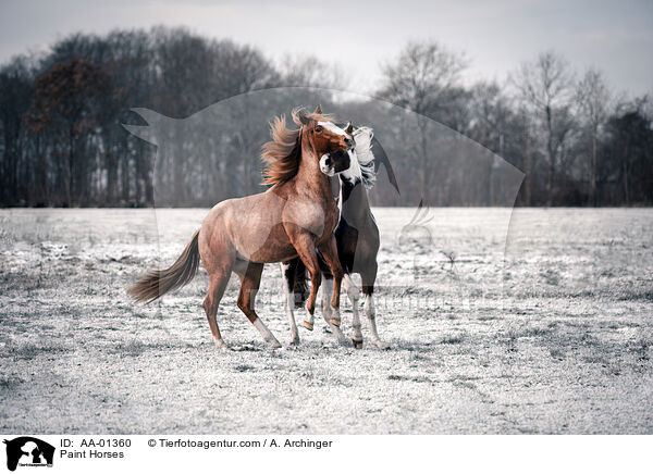 Paint Horses / AA-01360