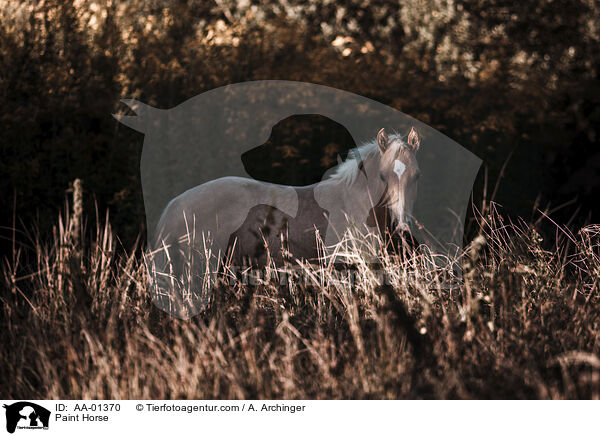 Paint Horse / Paint Horse / AA-01370