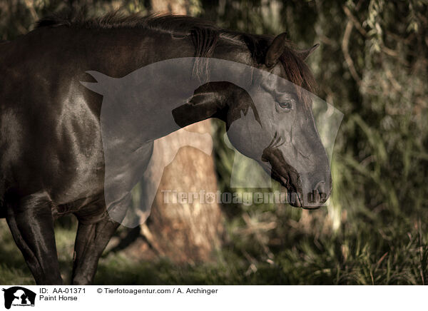 Paint Horse / Paint Horse / AA-01371