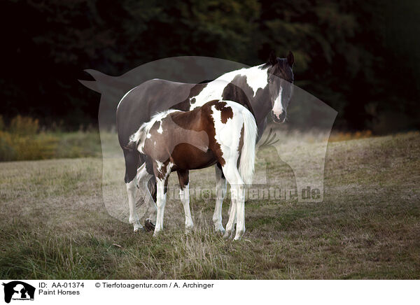Paint Horses / Paint Horses / AA-01374