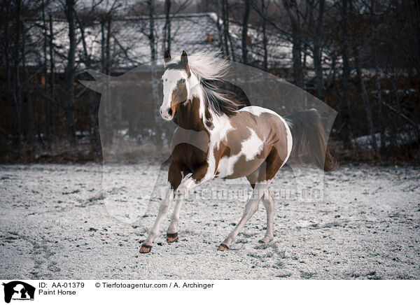 Paint Horse / AA-01379