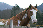Paint Horse