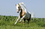 galloping Paint Horse