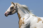 Paint Horse Portrait