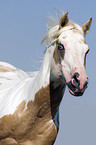 Paint Horse Portrait